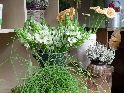 Bérengère Fleurs & Cadeaux