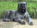 Dog's Land
