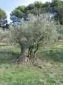 L'Oliveraie