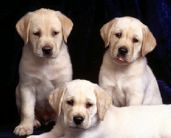 ANIMO PETFOOD
