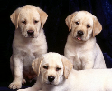 ANIMO PETFOOD